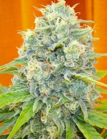 cannabis sorte chanel|Channel + Marijuana Strain Information & Reviews .